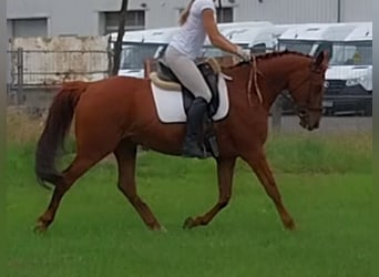 Kleines Deutsches Reitpferd, Wallach, 8 Jahre, 165 cm, Fuchs