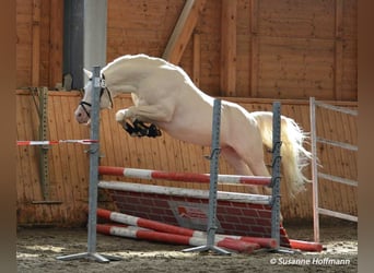 Arabian Partbred, Stallion, 19 years, 15.2 hh, Cremello