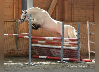 Arabisches Partbred, Hengst, 19 Jahre, 158 cm, Cremello