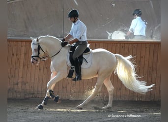 Koń półkrwi arabskiej (Arabian Partbred), Ogier, 19 lat, 158 cm, Cremello