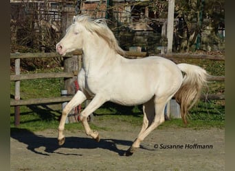 Koń półkrwi arabskiej (Arabian Partbred), Ogier, 19 lat, 158 cm, Cremello