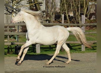 Mezzosangue Arabo, Stallone, 21 Anni, 158 cm, Cremello