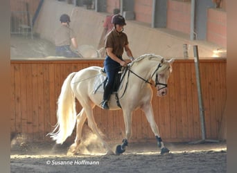 Mezzosangue Arabo, Stallone, 21 Anni, 158 cm, Cremello