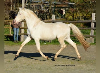 Mezzosangue Arabo, Stallone, 21 Anni, 158 cm, Cremello