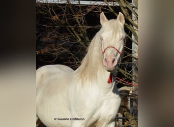 Mezzosangue Arabo, Stallone, 21 Anni, 158 cm, Cremello