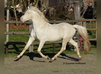 Mezzosangue Arabo, Stallone, 21 Anni, 158 cm, Cremello