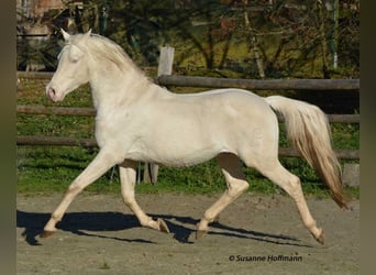 Mezzosangue Arabo, Stallone, 21 Anni, 158 cm, Cremello