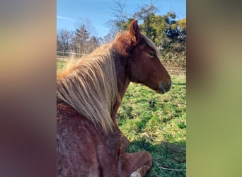 Kłusak amerykański (Standardbred), Klacz, 2 lat, 160 cm, Kasztanowatodereszowata