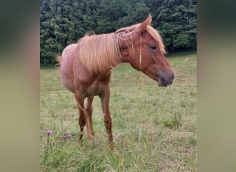 Kłusak amerykański (Standardbred), Klacz, 2 lat, 160 cm, Kasztanowatodereszowata