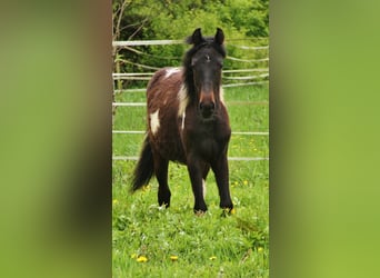 Kłusak amerykański (Standardbred), Klacz, 2 lat, 160 cm, Srokata