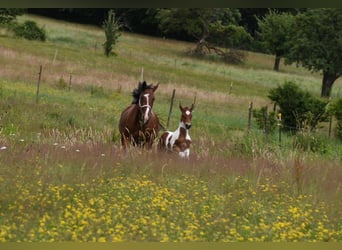 Kłusak amerykański (Standardbred), Ogier, Źrebak (06/2024), 150 cm, Tobiano wszelkich maści