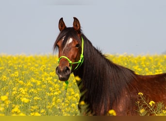 Kłusak amerykański (Standardbred), Wałach, 4 lat, 153 cm, Gniada