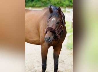 Kłusak amerykański (Standardbred), Wałach, 8 lat, 166 cm, Gniada