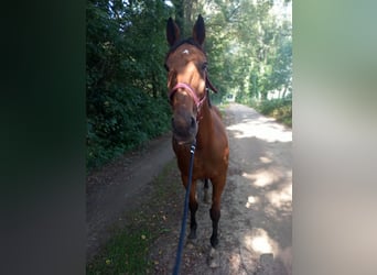 Kłusak niemiecki Mix, Klacz, 12 lat, 164 cm, Ciemnogniada