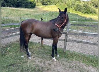 Kłusak niemiecki, Klacz, 16 lat, 153 cm, Ciemnogniada