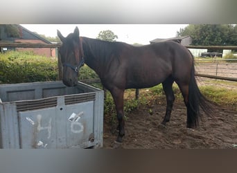 Kłusak niemiecki, Klacz, 6 lat, 160 cm, Ciemnokasztanowata