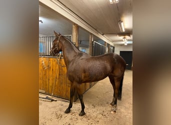 Kłusak niemiecki, Wałach, 12 lat, 160 cm, Gniada