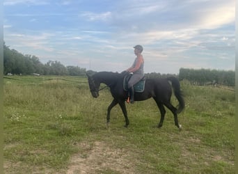 Kłusak niemiecki, Wałach, 14 lat, 164 cm, Kara