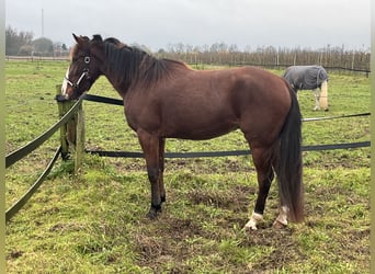 Kłusak niemiecki, Wałach, 3 lat, 164 cm, Ciemnokasztanowata