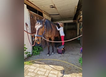 Kłusak niemiecki, Wałach, 7 lat, Gniada