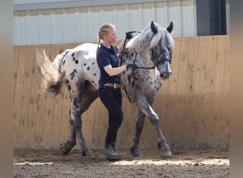 Knabstrup, Étalon, 10 Ans, 157 cm, Léopard