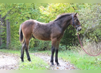 Knabstrup, Étalon, 1 Année, 145 cm, Bai