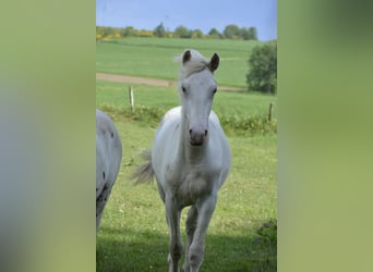 Knabstrup Croisé, Étalon, 1 Année, 160 cm, Blanc