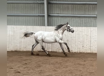 Knabstrup, Étalon, 2 Ans, 152 cm, Blanc