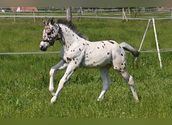 Knabstrup, Étalon, 2 Ans, 152 cm, Léopard