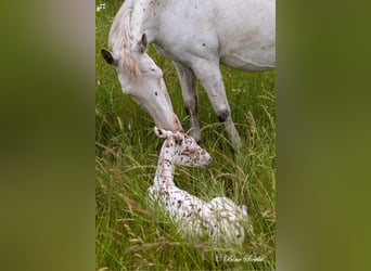Knabstrup, Étalon, 2 Ans, 154 cm, Léopard