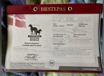 Knabstrup, Étalon, 2 Ans, 158 cm, Léopard