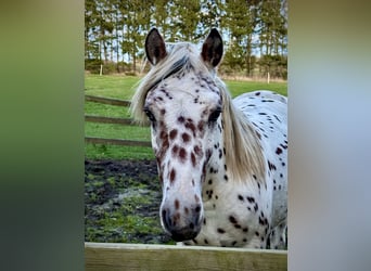Knabstrup, Étalon, 2 Ans, 160 cm, Léopard
