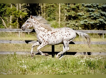 Knabstrup, Étalon, 2 Ans, 160 cm, Léopard