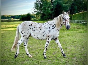 Knabstrup, Étalon, 2 Ans, 160 cm, Léopard