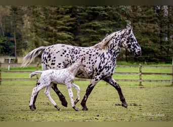 Knabstrup, Étalon, 2 Ans, 160 cm, Léopard