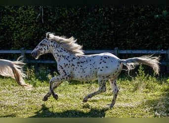 Knabstrup, Étalon, 2 Ans, 160 cm, Léopard