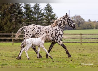 Knabstrup, Étalon, 2 Ans, 160 cm, Léopard