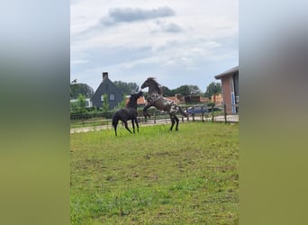 Knabstrup Croisé, Étalon, 2 Ans, 161 cm, Léopard