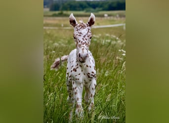 Knabstrup, Étalon, 3 Ans, 154 cm, Léopard