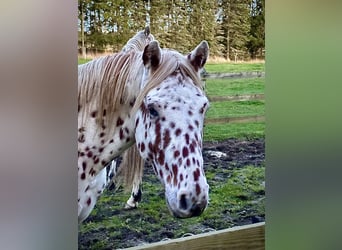 Knabstrup, Étalon, 3 Ans, 154 cm, Léopard