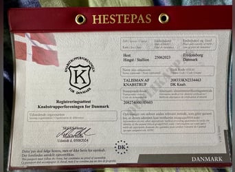 Knabstrup, Étalon, 3 Ans, 155 cm, Léopard