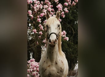 Knabstrup, Étalon, 3 Ans, 158 cm, Léopard