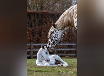 Knabstrup, Étalon, 3 Ans, 160 cm, Blanc