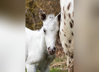 Knabstrup, Étalon, 3 Ans, 160 cm, Léopard
