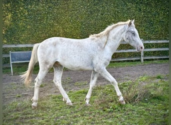 Knabstrup, Étalon, 3 Ans, 160 cm, Léopard