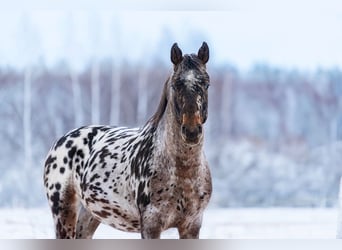 Knabstrup Croisé, Étalon, 3 Ans, 162 cm, Léopard