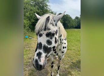 Knabstrup, Étalon, 4 Ans, 154 cm, Léopard