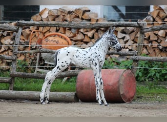 Knabstrup, Étalon, 8 Ans, 156 cm, Bai brun