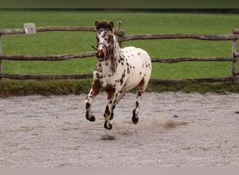 Knabstrup, Étalon, 8 Ans, 156 cm, Bai brun