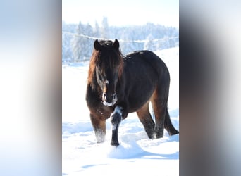 Knabstrup, Étalon, 7 Ans, 156 cm, Bai brun